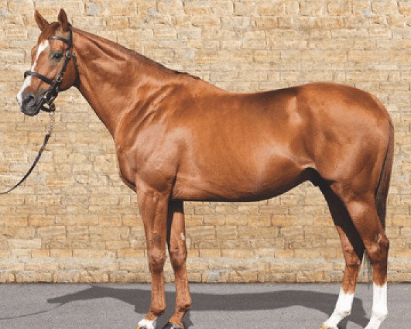 Pferd Schiaparelli xx (Englisches Vollblut, 2003, von Monsun xx)