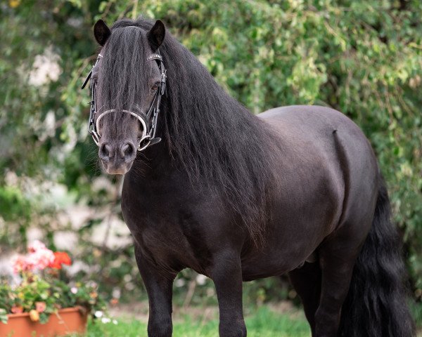 Deckhengst Kapsones van Stal het Noordereind (Shetland Pony, 2016, von Alves van Veldzicht)