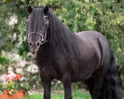 stallion Kapsones van Stal het Noordereind (Shetland Pony, 2016, from Alves van Veldzicht)