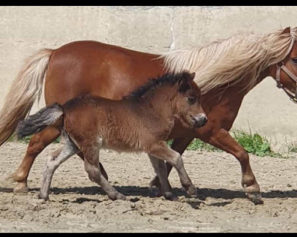 horse Lieschen von der Marien-Quelle (Shetland Pony, 2023, from Kapsones van Stal het Noordereind)