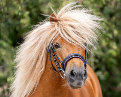 Zuchtstute Louise vom Erlenhof (Shetland Pony, 2015, von Pharlap van de Bekkenkamp)