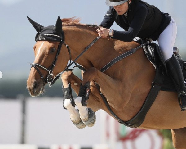 jumper Erste Ljh Z (Zangersheide riding horse, 2017, from Emerald van 't Ruytershof)