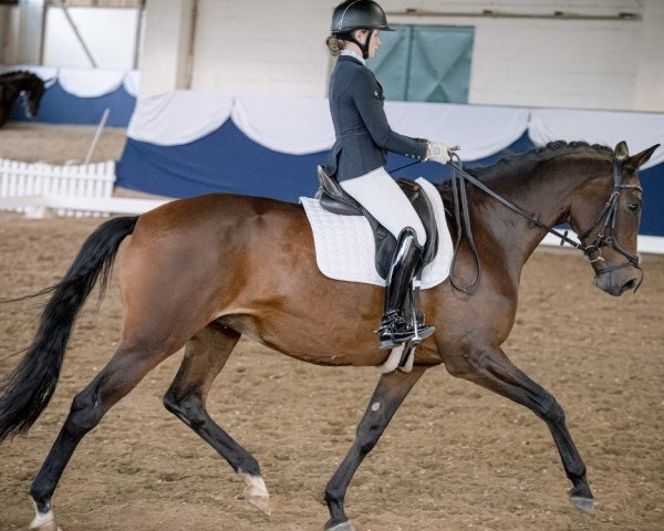 dressage horse Homage 3 (Trakehner, 2012, from Cadeau)