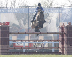 Springpferd Zamondo Monarch (KWPN (Niederländisches Warmblut), 2004, von Silverstar)