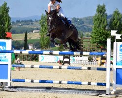 jumper Alfred Jodocus Kwak (KWPN (Royal Dutch Sporthorse), 2004, from Indoctro)