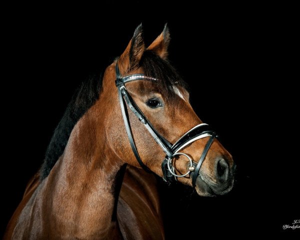 Springpferd Sally (Deutsches Reitpony, 2009, von FS Chicago)