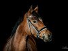 jumper Sally (German Riding Pony, 2009, from FS Chicago)