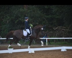 dressage horse Flash Dance 67 (Hanoverian, 2012, from Fürst Nymphenburg)