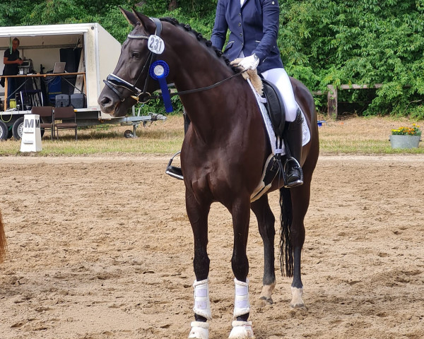 dressage horse Descara 18 (Hanoverian, 2019, from Don Martillo)