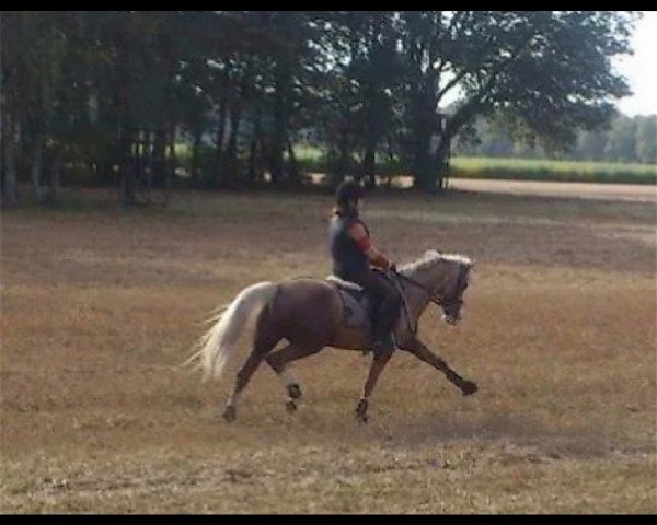 dressage horse Pandora 241 (German Riding Pony, 2007, from Prince Perfect)