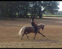 dressage horse Pandora 241 (German Riding Pony, 2007, from Prince Perfect)