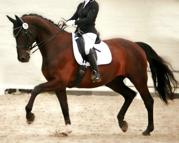dressage horse Dark Batuo (Hanoverian, 2011, from Dancier)