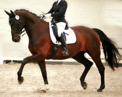 dressage horse Dark Batuo (Hanoverian, 2011, from Dancier)