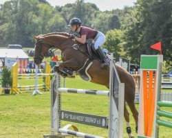 jumper Toffi Fee 2 (German Riding Pony, 2007, from The Braes My Mobility)