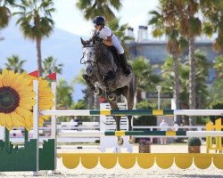 Springpferd Iontach Am VDL (KWPN (Niederländisches Warmblut), 2013, von Classe VDL)