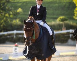 dressage horse D Rex RR (Westphalian, 2015, from Don Nobless)