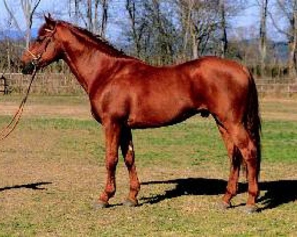 stallion Tamino di Villa Emilia (Sella Italiano, 1995, from Silvano)