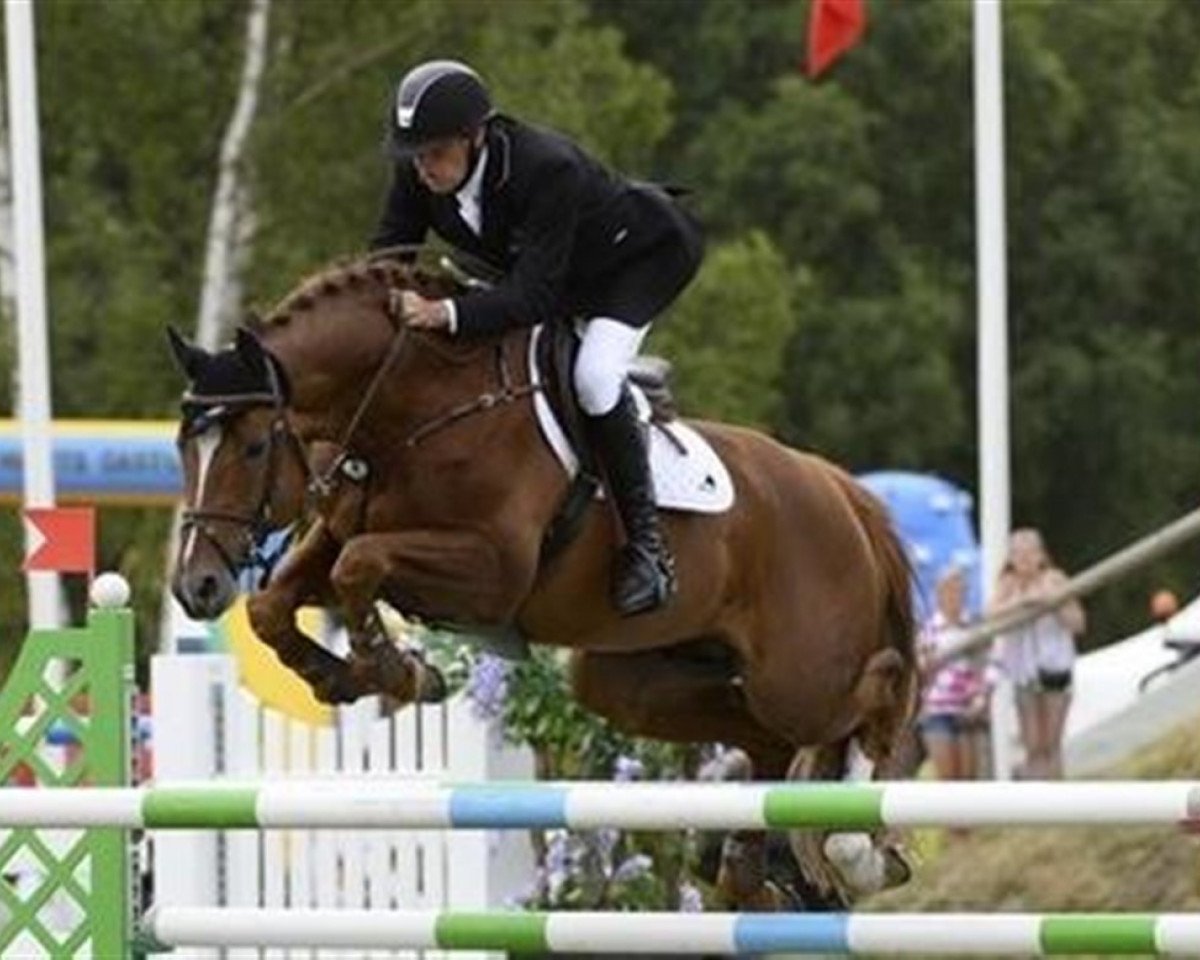 Pferd Tailormade Confidence (Oldenburger, 2000, von Cordalme Z)