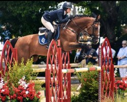 jumper HH Motown (Zangersheide riding horse, 2015, from Marius Claudius)