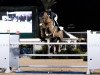 jumper Consistent (Danish Warmblood, 2010, from Tailormade Confidence)