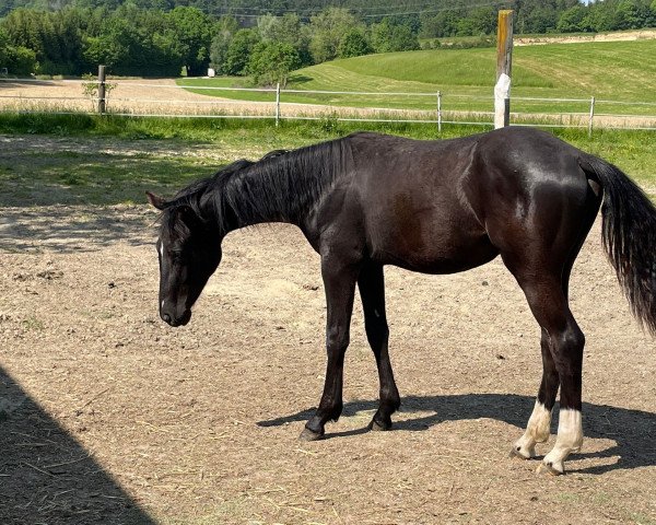 horse Romeo (Hanoverian, 2022, from Rotspon)