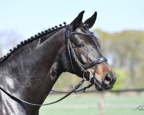 broodmare Free Romance S (Oldenburg, 2015, from For Romance I)