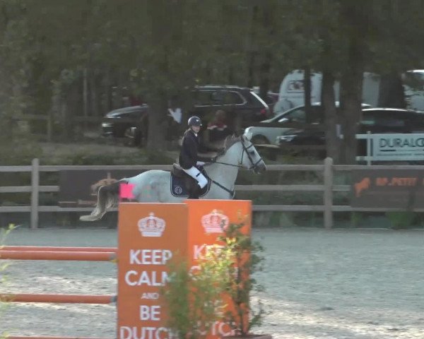jumper Daytona de Hus Z (Zangersheide riding horse, 2011, from Deister)
