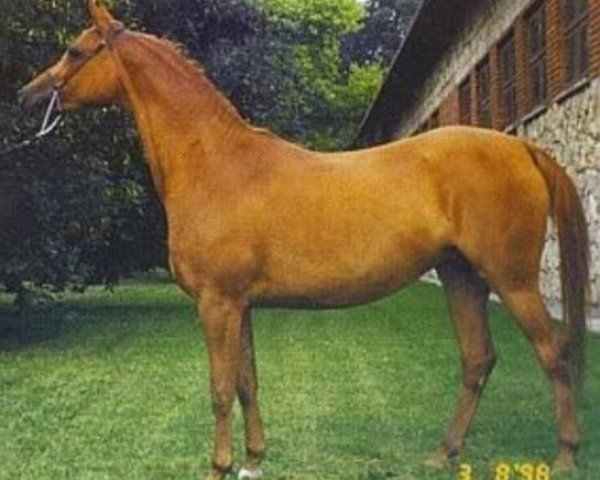 broodmare Wybranka ox (Arabian thoroughbred, 1989, from Piechur ox)