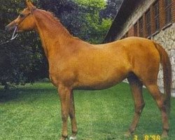 broodmare Wybranka ox (Arabian thoroughbred, 1989, from Piechur ox)