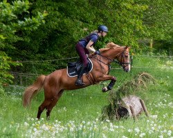 jumper Janne 11 (German Riding Pony, 2011, from Spencer)