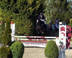 Springpferd Finja Vom Unterberg (Trakehner, 2008, von Sixtus)