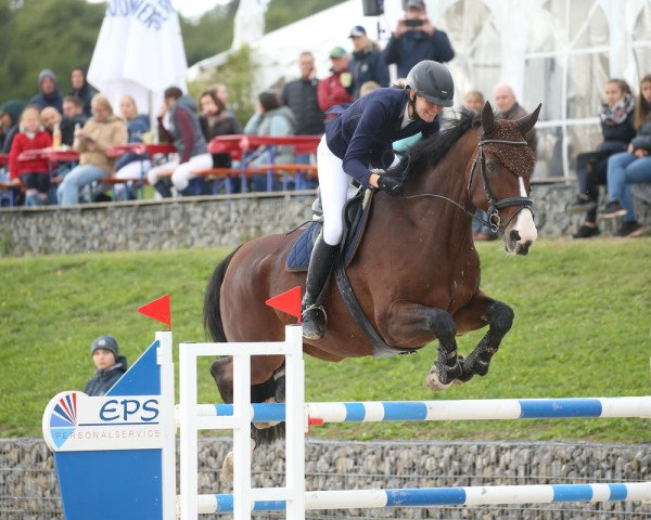jumper First Choice (Royal Warmblood Studbook of the Netherlands (KWPN), 2010, from Vigaro)