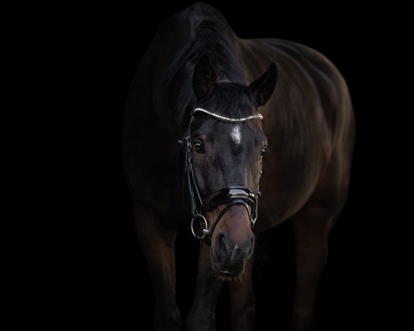 dressage horse Grey's Starlight (Oldenburg, 2017, from Grey Flanell)