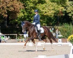 dressage horse Benicio's Pequena (Westphalian, 2018, from Callaho's Benicio)