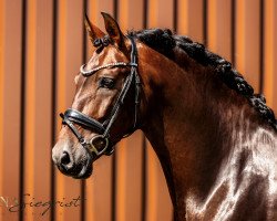 dressage horse Coronel Lxix (Pura Raza Espanola (PRE), 2014, from Fermentado)