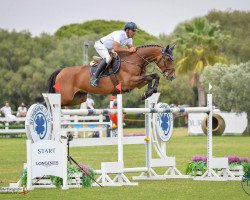 jumper Cleartoon (Oldenburg show jumper, 2010, from Cartoon)