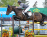 jumper Curraghgraigue Obos Flight (Irish Sport Horse, 2012, from Obos Quality)