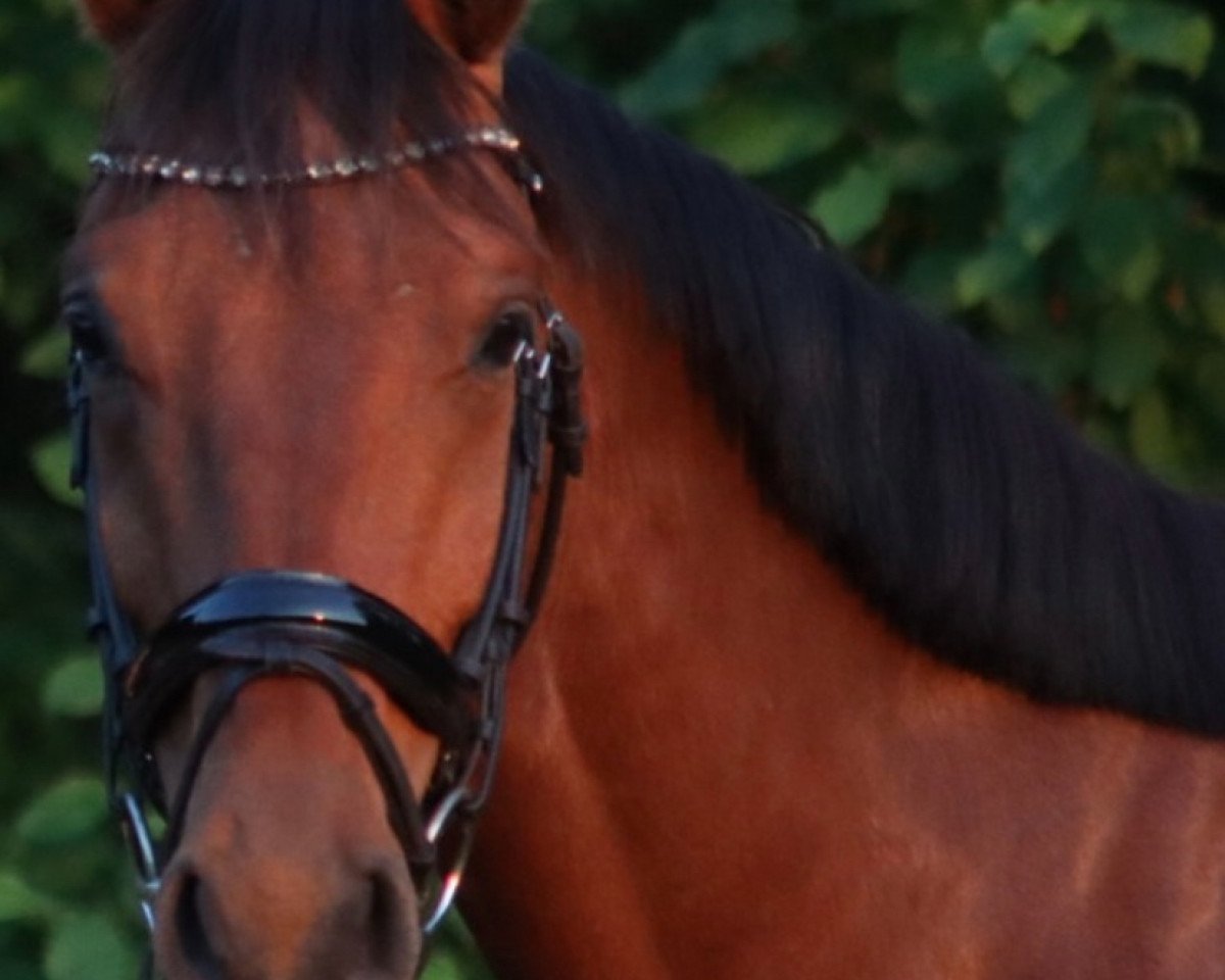 dressage horse QR Code 2 (Holsteiner, 2019, from Quim 2)