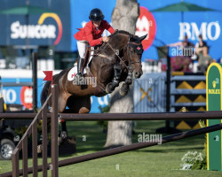 Springpferd Quidamo F (Schweizer Warmblut, 2010, von Quality 9)