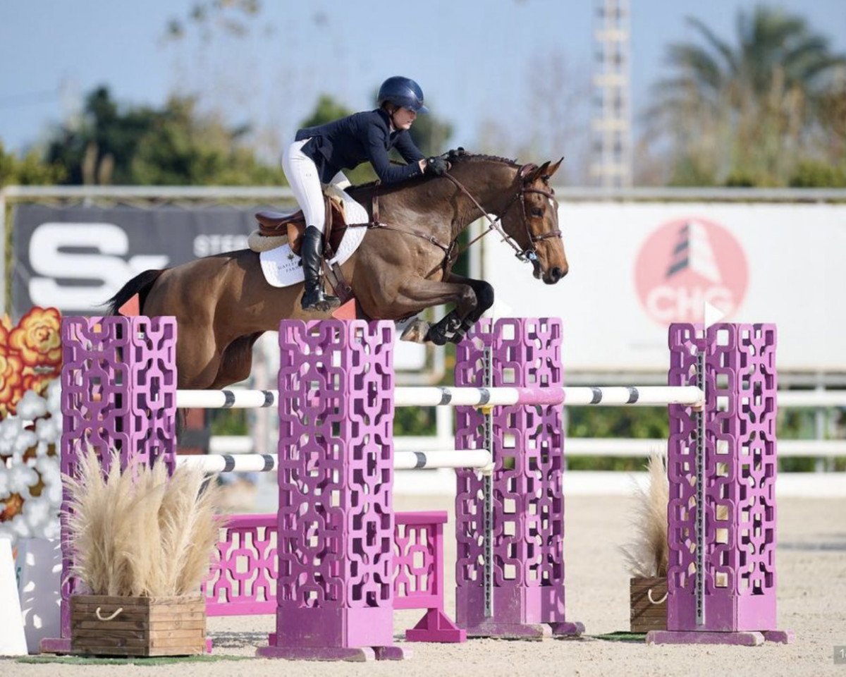 jumper Igor Gph (KWPN (Royal Dutch Sporthorse), 2013, from VDL Harley)