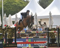 jumper King Lepantino (KWPN (Royal Dutch Sporthorse), 2015, from Arezzo VDL)