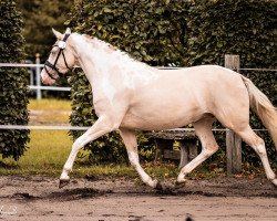 dressage horse Miss Gucci Hoejgaard (Pinto / Hunter, 2020, from GP Montedo Hoejgard)