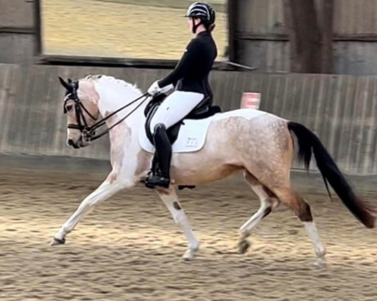 broodmare Grafitti Hoejgaard (German Riding Pony, 2016, from GP Montedo Hoejgard)