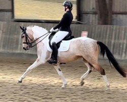 Zuchtstute Grafitti Hoejgaard (Deutsches Reitpony, 2016, von GP Montedo Hoejgard)