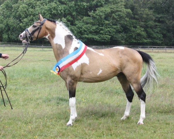 stallion GP Montedo Hoejgard (German Riding Pony, 2008, from FS Champion de Luxe)