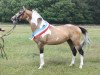 Deckhengst GP Montedo Hoejgard (Deutsches Reitpony, 2008, von FS Champion de Luxe)