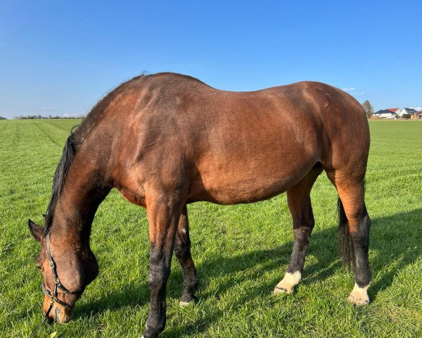 Zuchtstute Falconet (Sachse, 1998, von L.A.)