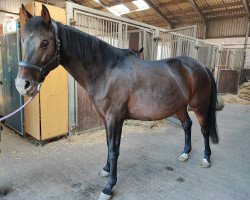 jumper Jarsina (KWPN (Royal Dutch Sporthorse), 2014, from Empire)