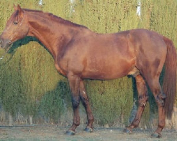 stallion Equateur Diode AA (Anglo-Arabs, 1992, from Oberon du Moulin)