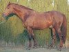 stallion Equateur Diode AA (Anglo-Arabs, 1992, from Oberon du Moulin)